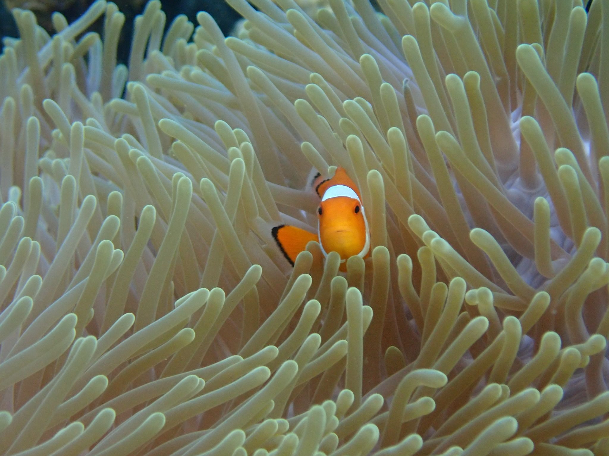 Ekosistem bawah laut Obi