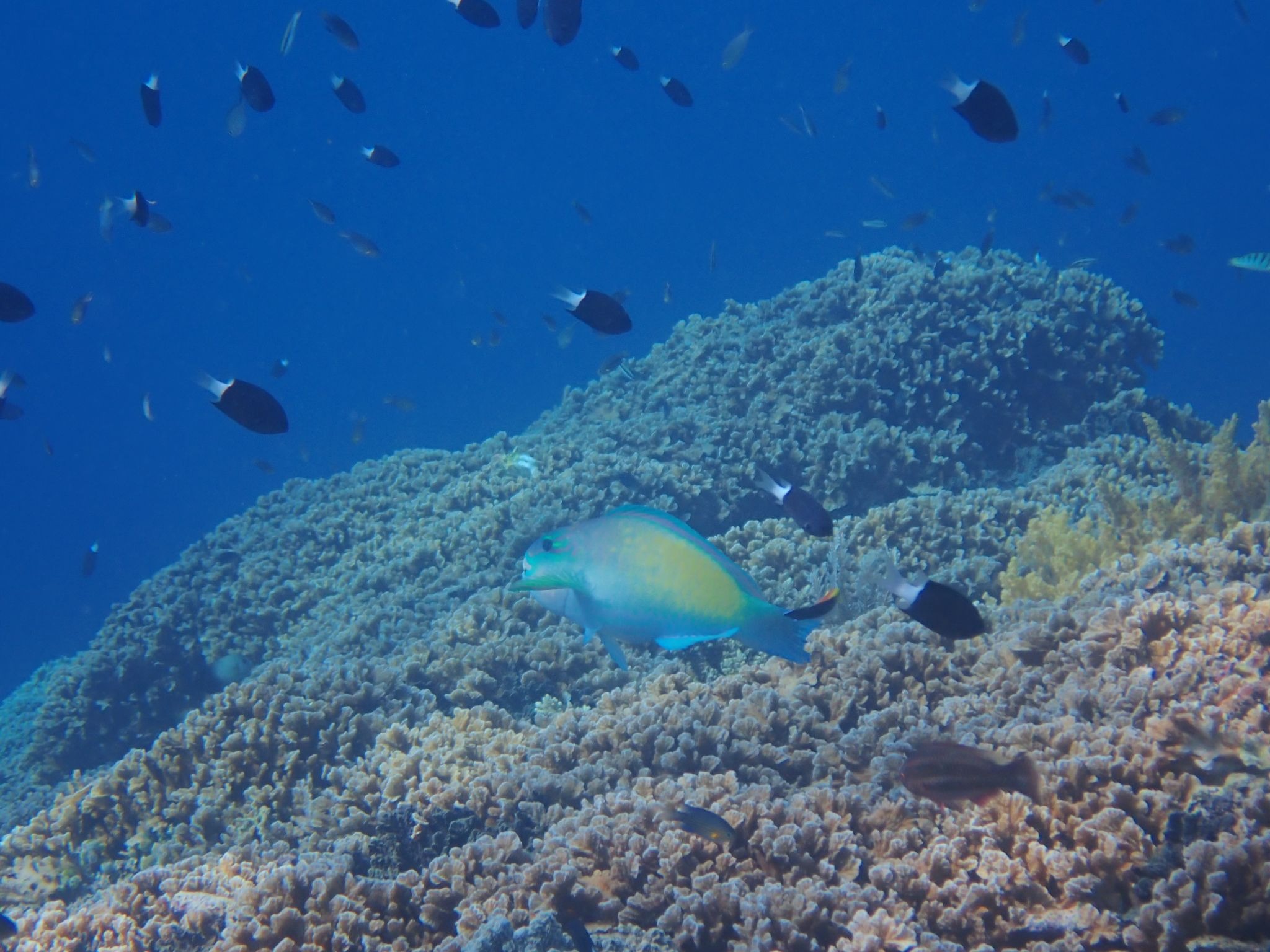 Ikan di perairan laut Obi