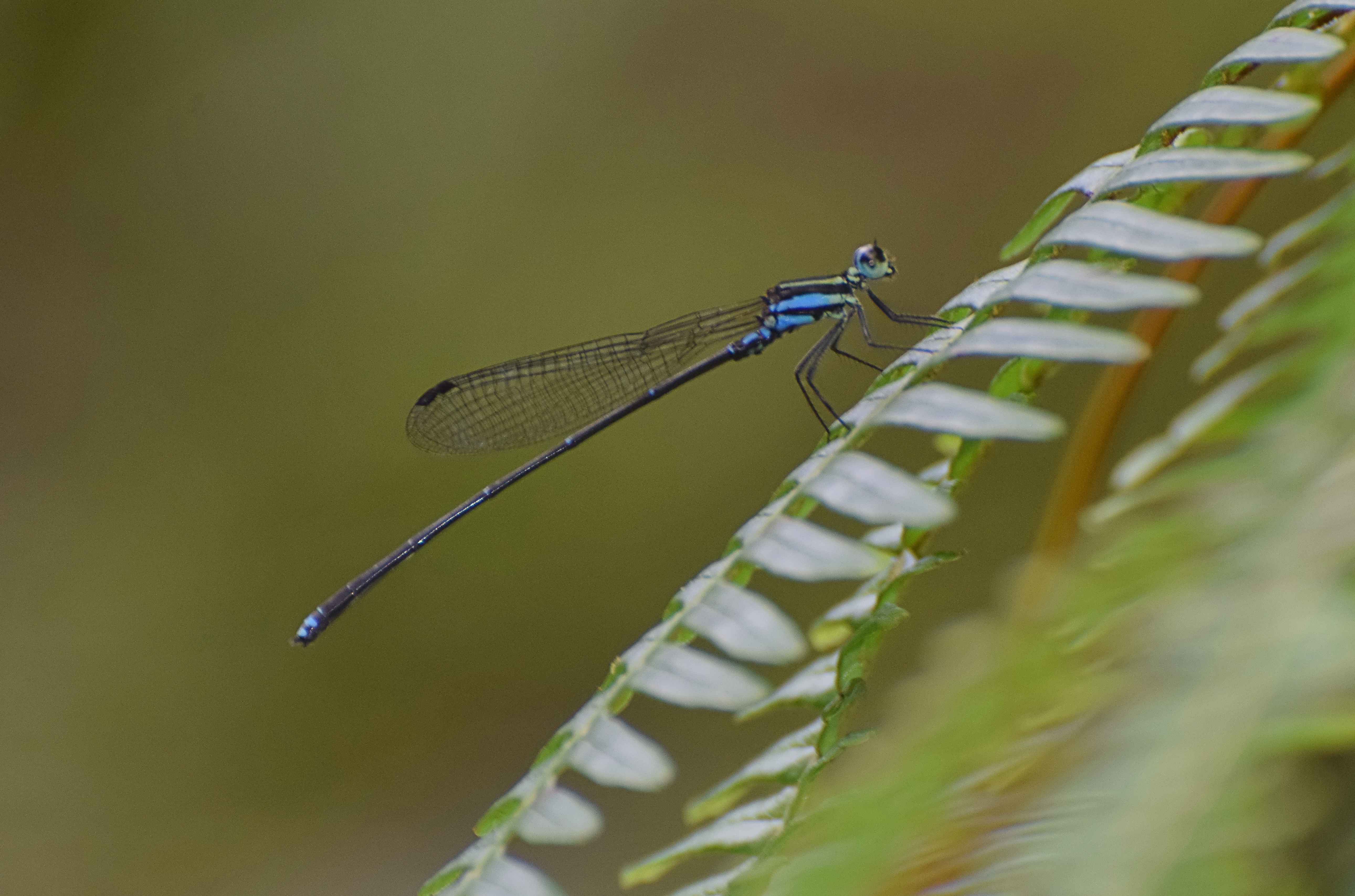 Palaiargia obiensis Palaiargia obiensis
