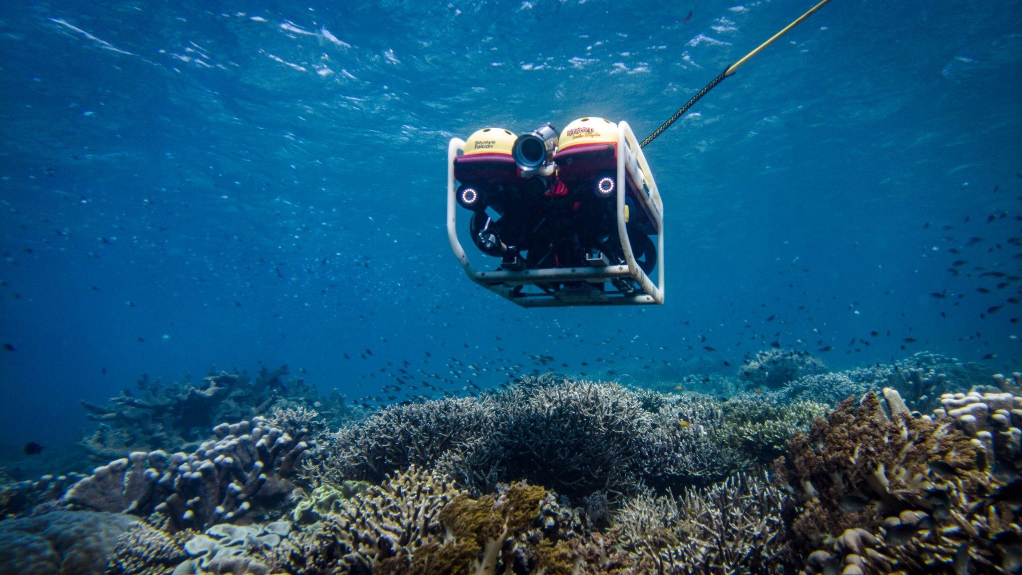 Rov Rov