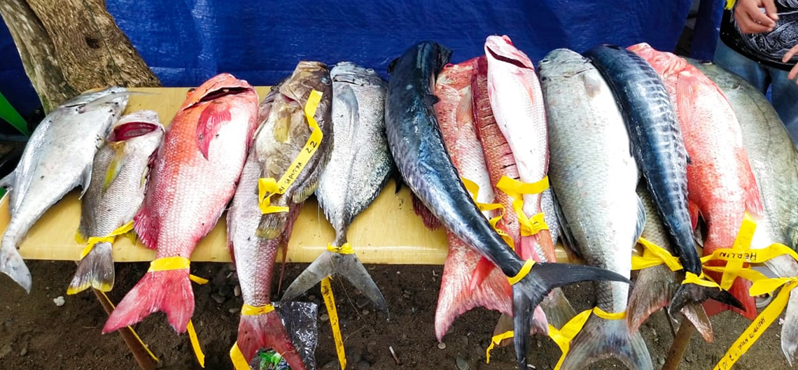Ikan new