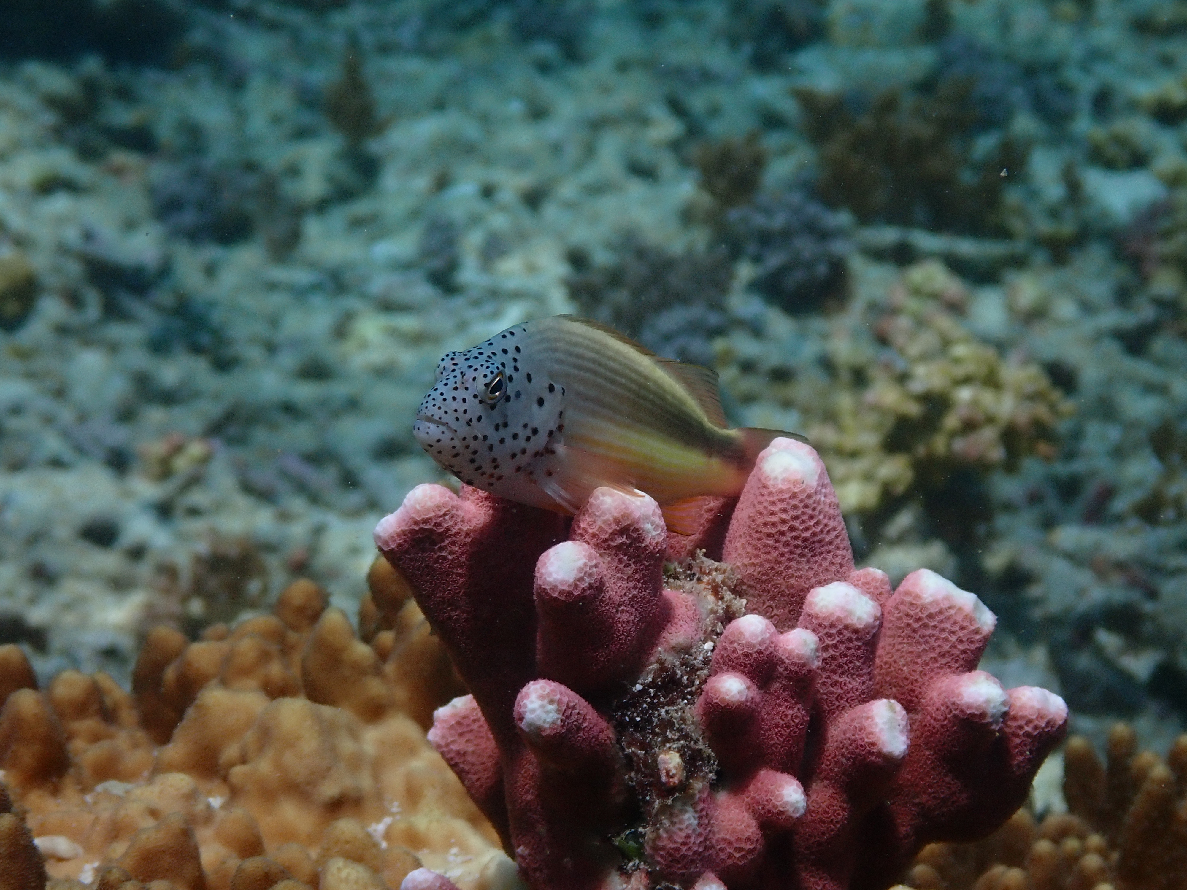 Is the Marine Biota in Obi Island Safe? This is What Oceanography ...